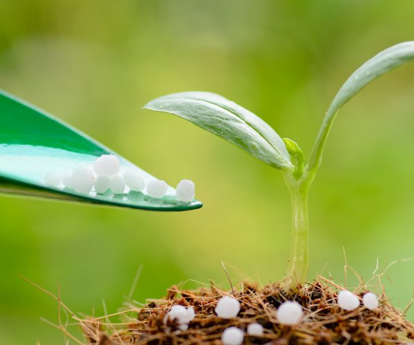 Fertilizer : Giving chemical (Urea) fertilizer to young plant over green background