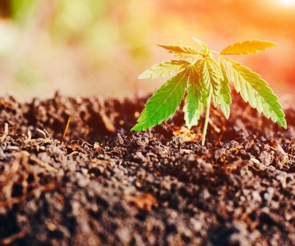 supercharging-soil-for-cannabis-growing